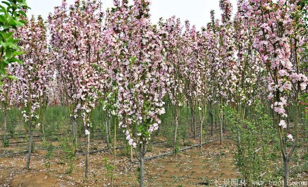 西府海棠图片基地实拍 西府海棠图片基地实拍