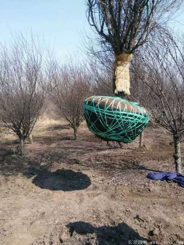 榆叶梅图片基地实拍