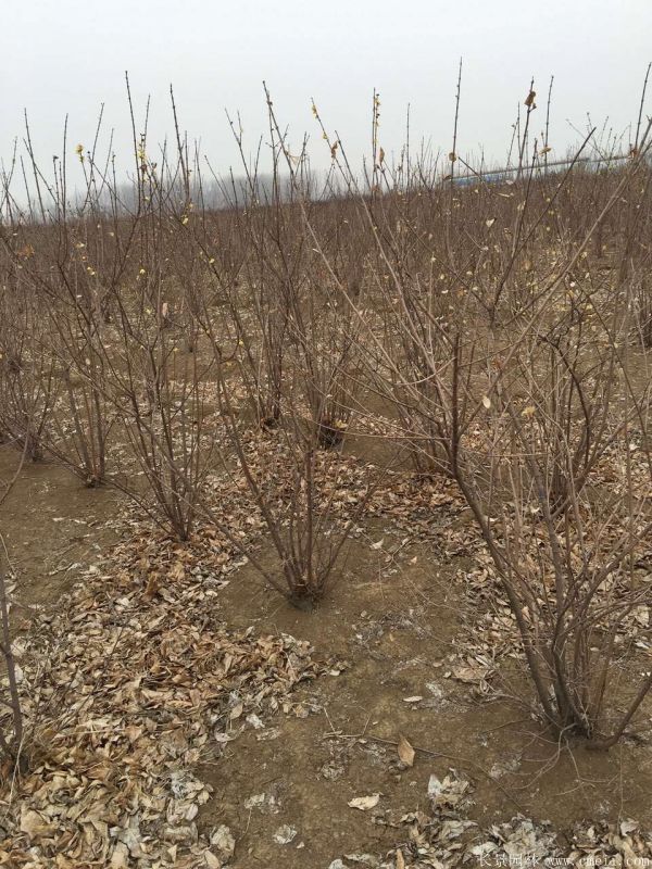 腊梅图片基地实拍