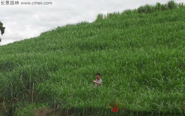 高产牧草皇竹草图片