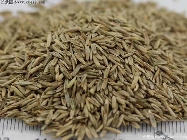 云顶国际vip8866官网种子图片