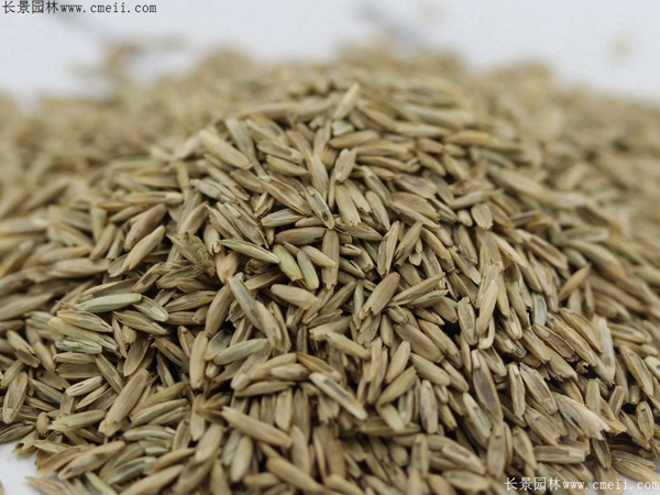 云顶国际vip8866官网种子图片