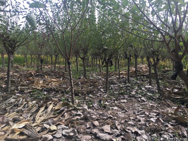 绿梅图片基地实拍