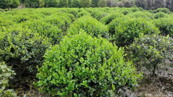 枸骨球图片基地实拍