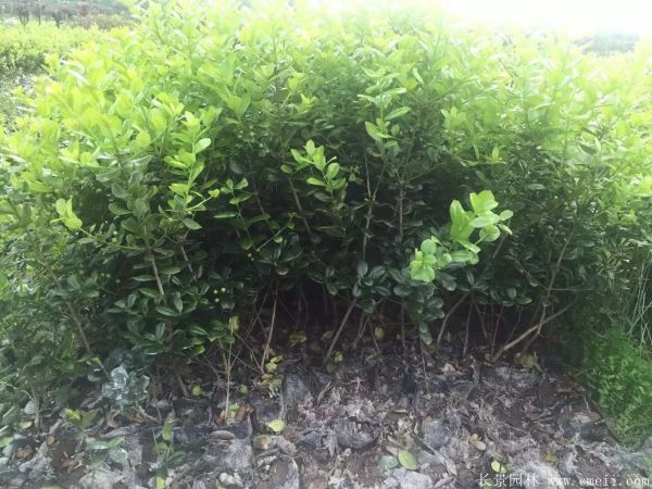 枸骨苗图片基地实拍