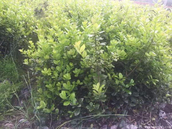 枸骨苗图片基地实拍
