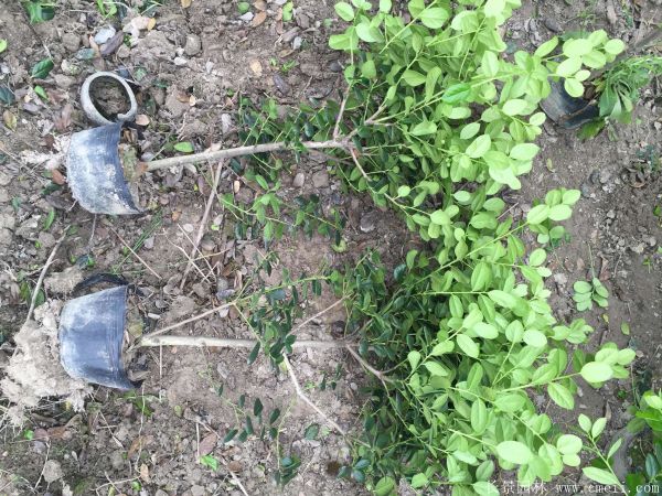 枸骨苗图片基地实拍