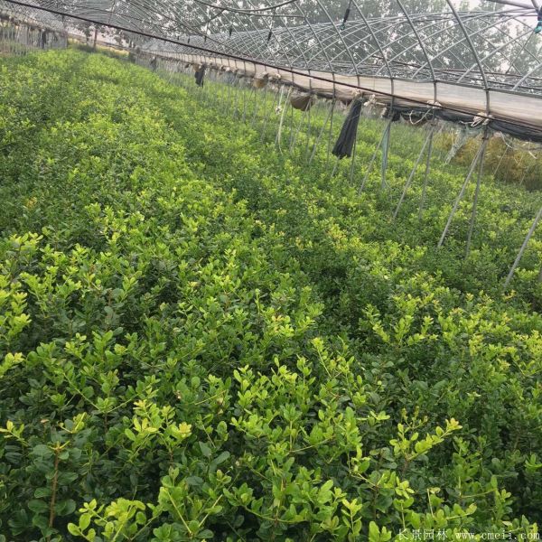 枸骨苗图片基地实拍