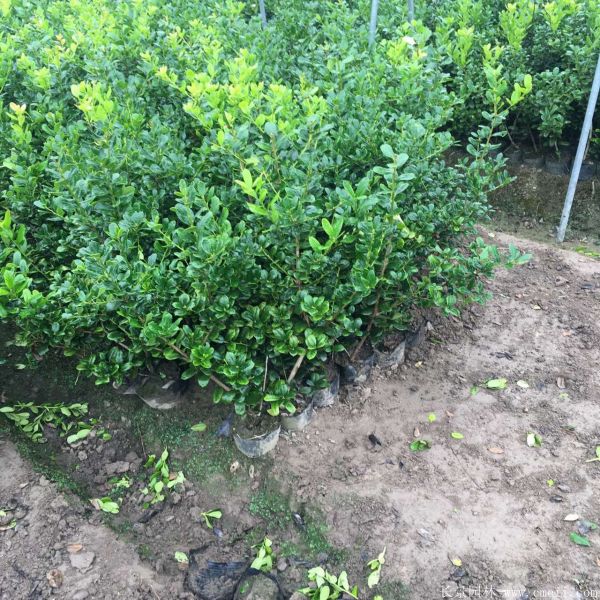 枸骨苗图片基地实拍