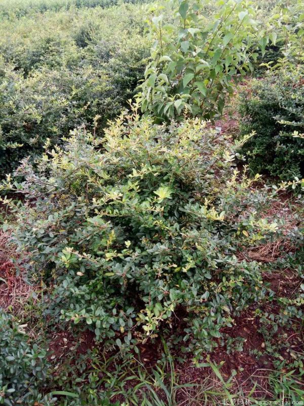 火棘球图片基地实拍