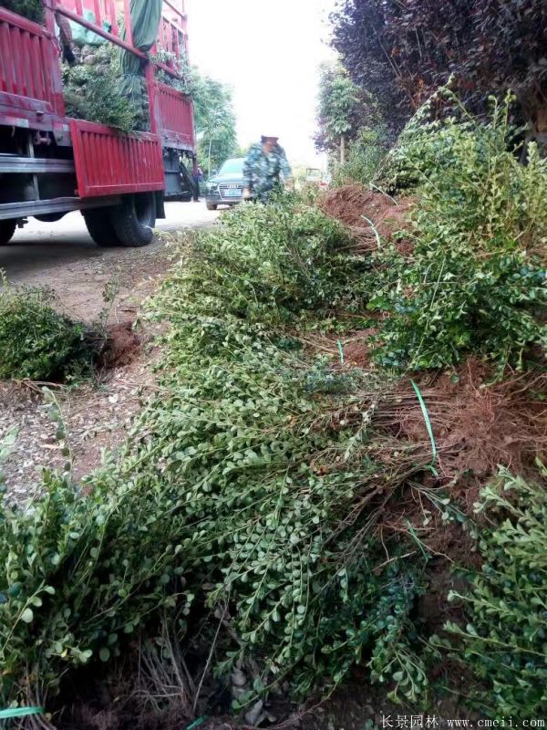 平枝荀子图片基地实拍