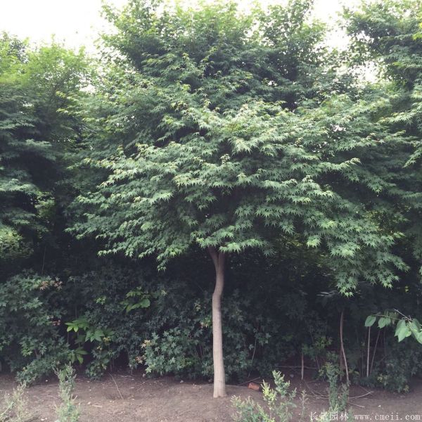 鸡爪槭图片基地实拍