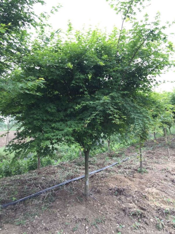 鸡爪槭图片基地实拍