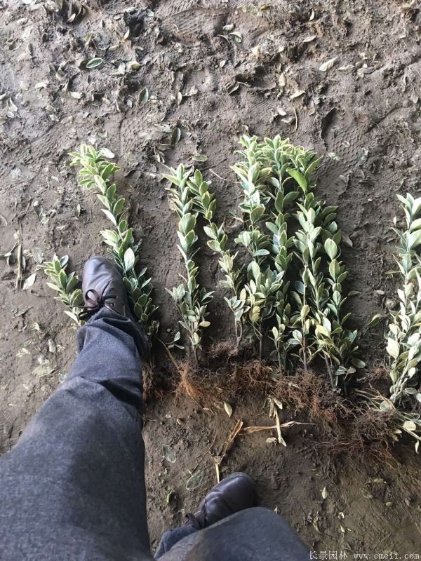 金边黄杨小苗图片基地实拍