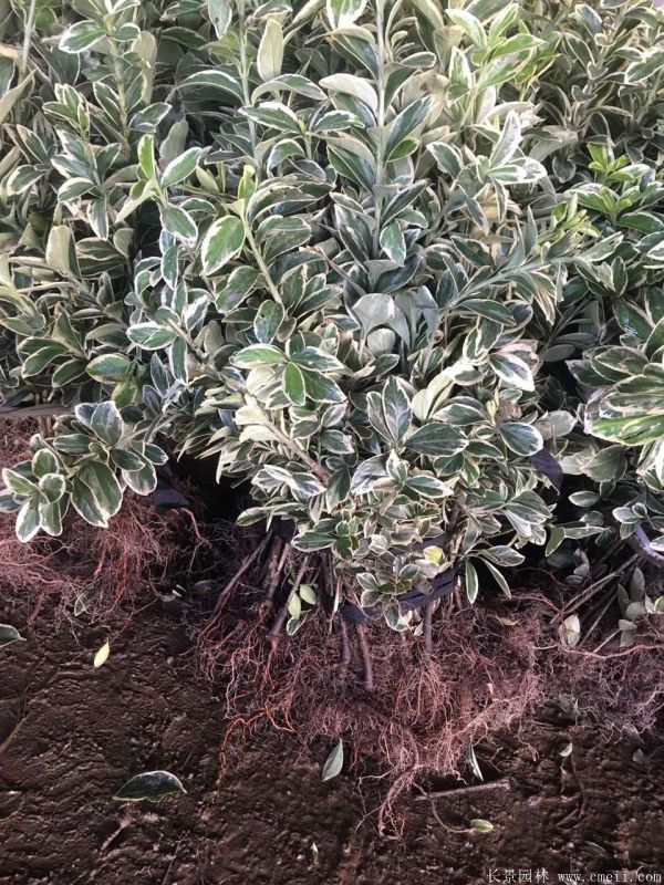 金边黄杨小苗图片基地实拍