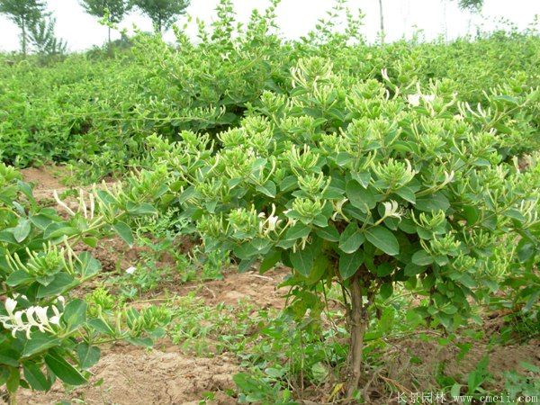 智博足球官网入口1919