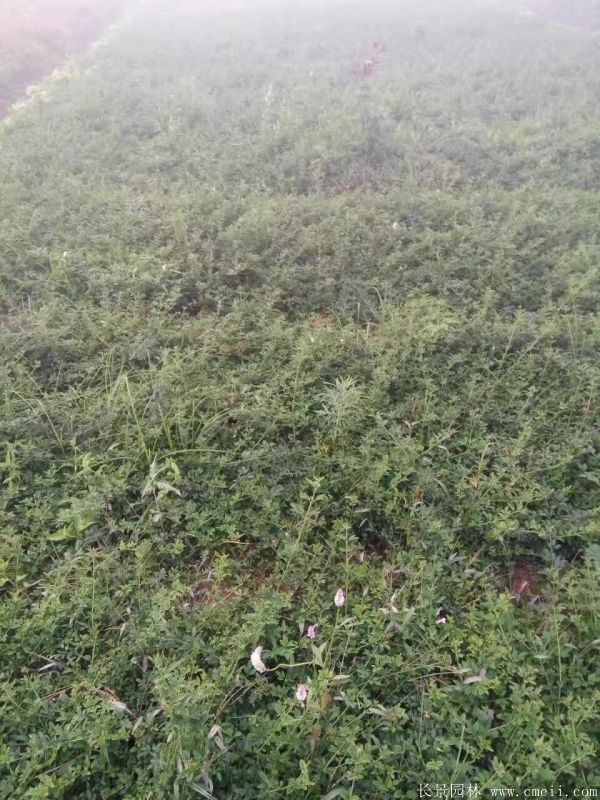 迎春花图片基地实拍