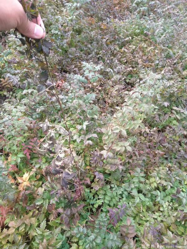 凌霄花苗图片基地实拍