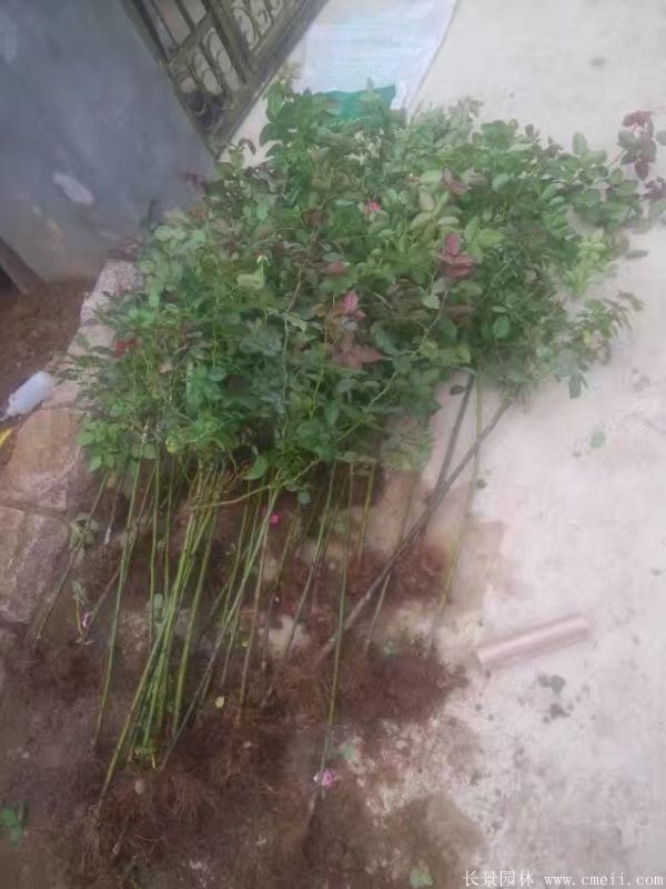 树状月季图片基地实拍