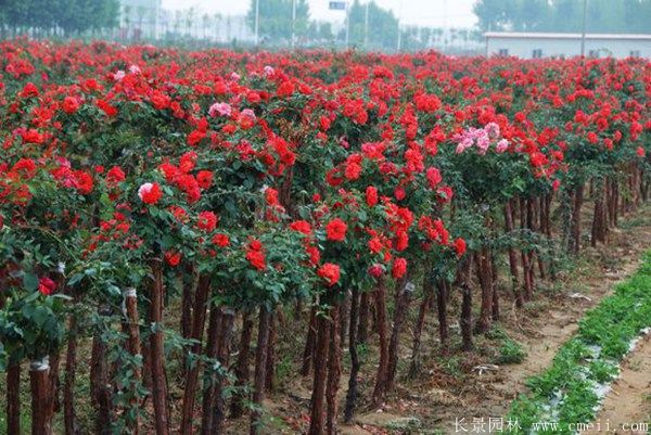 树状月季图片基地实拍