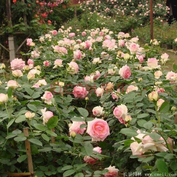 藤本月季图片基地实拍