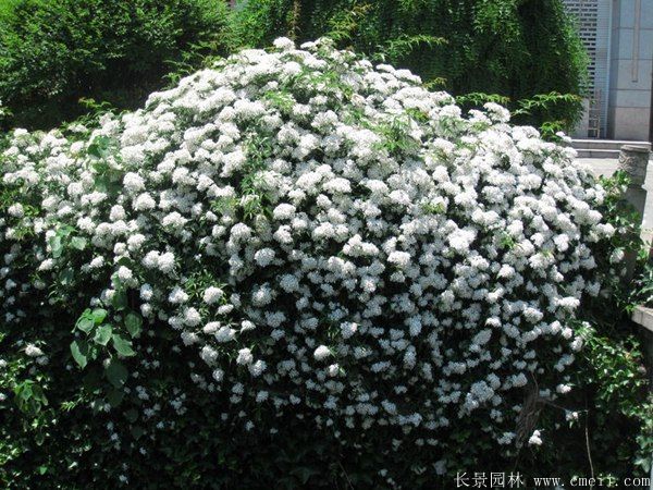 藤本蔷薇图片基地实拍