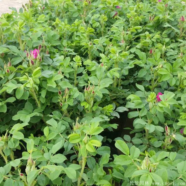 玫瑰花苗图片基地实拍