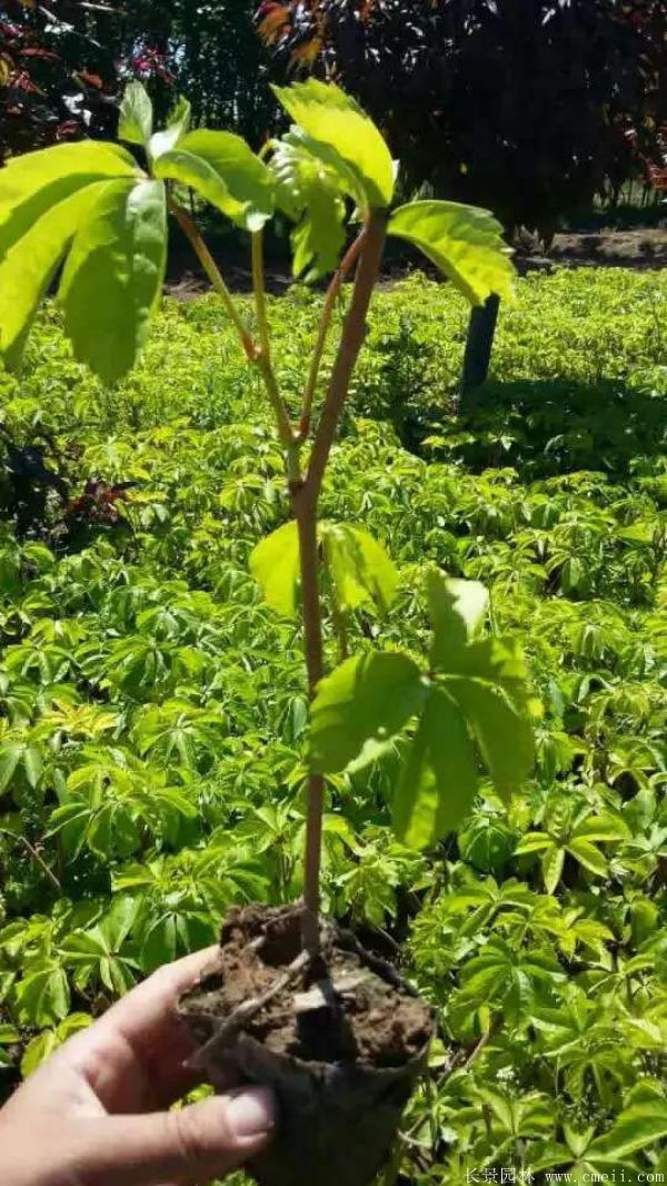 五叶地锦图片基地实拍