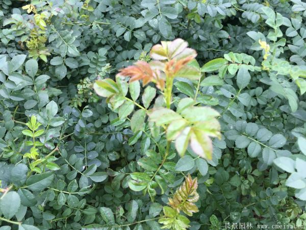 黄刺玫图片基地实拍