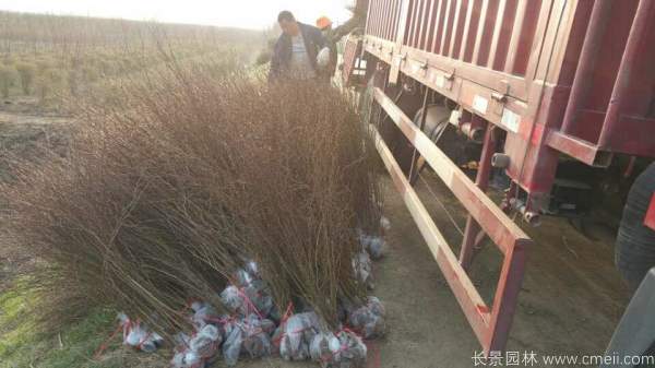 黄刺玫图片基地实拍