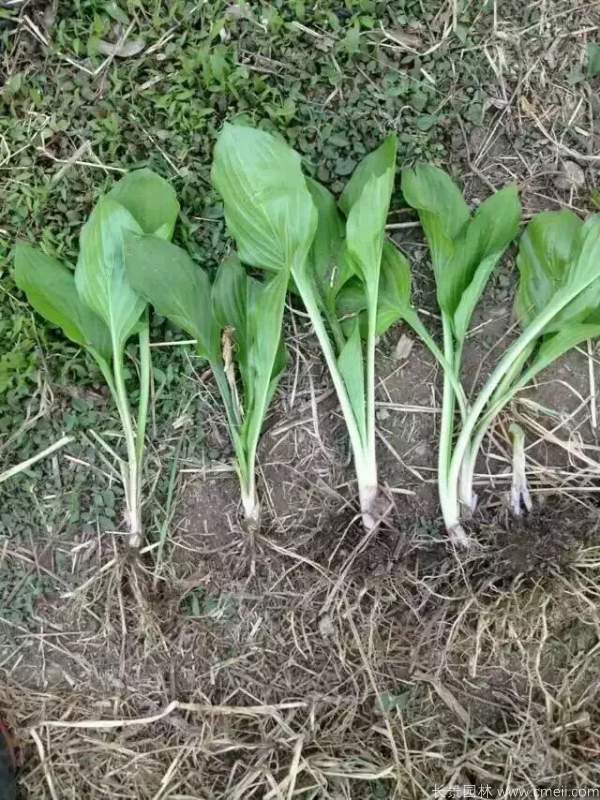 玉簪花图片基地实拍