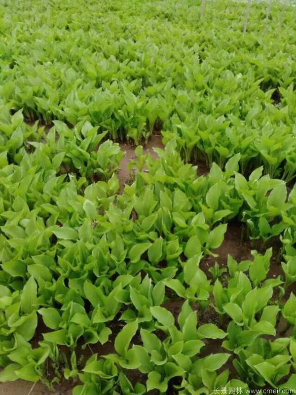 玉簪花图片基地实拍