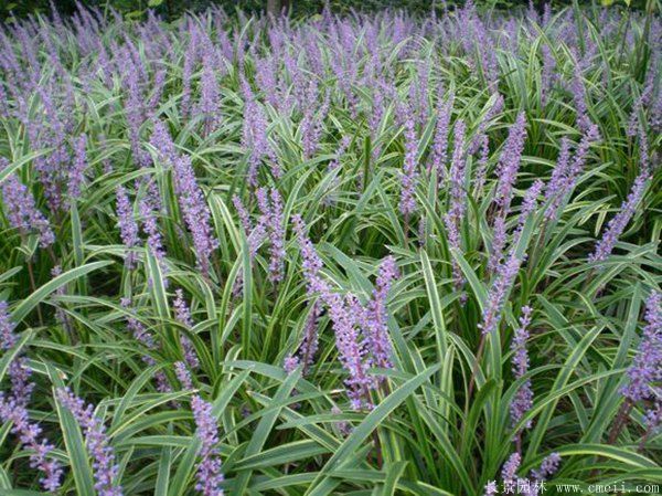 金边阔叶麦冬基地实拍图片