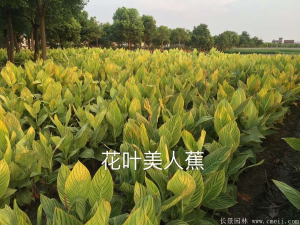 美人蕉图片基地实拍