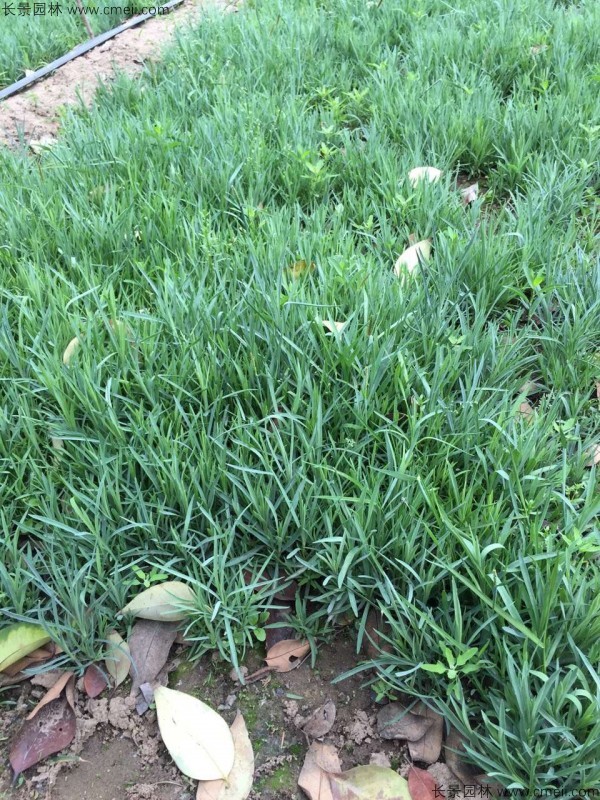 常夏石竹图片基地实拍