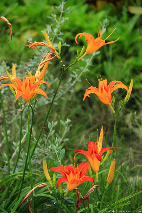大花萱草基地实拍图片