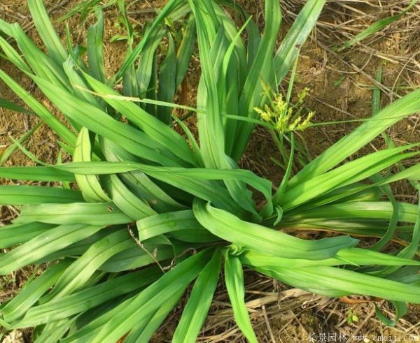 大花萱草基地实拍图片