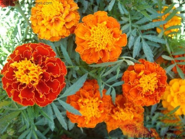 孔雀草基地实拍图片