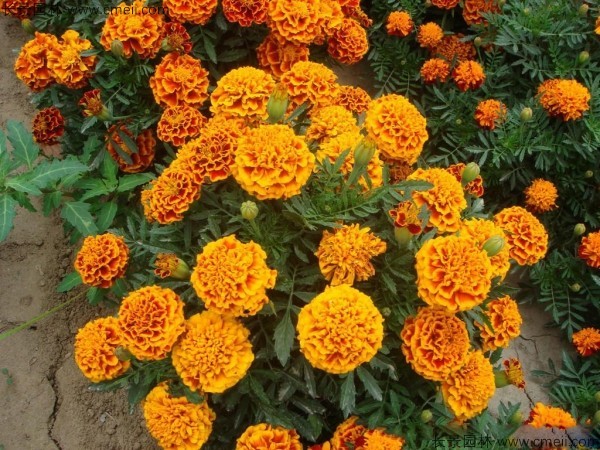 孔雀草基地实拍图片