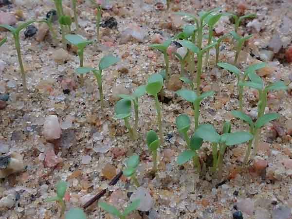 黄刺玫种子发芽出苗图片