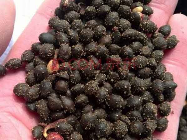 黄连木种子图片