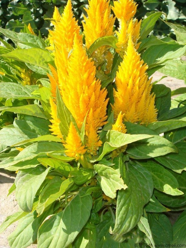 红色黄色火焰矮生鸡冠花图片