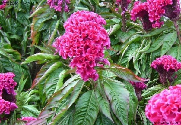 红色冠状矮生鸡冠花图片