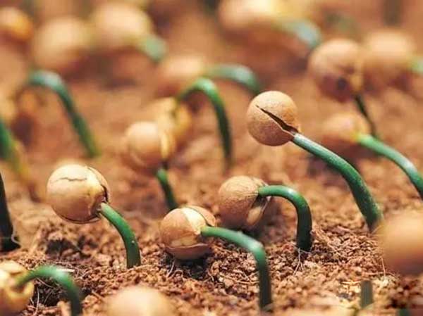 罗汉松种子发芽图片