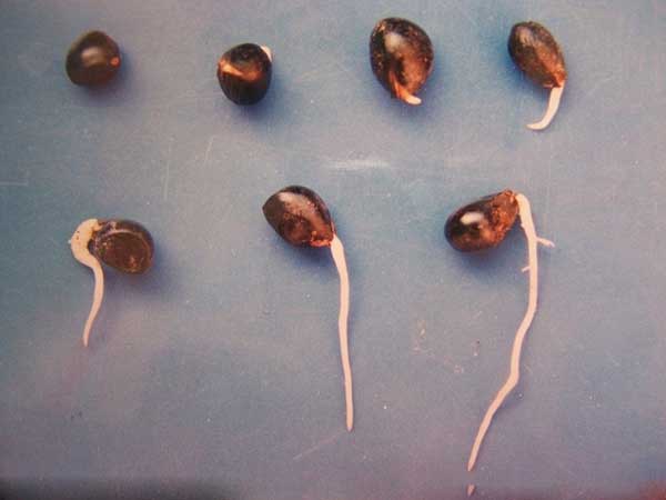 牡丹种子催芽出芽图片