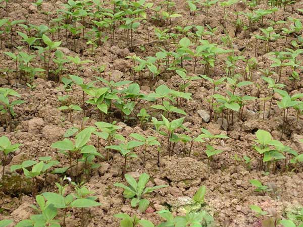 香樟树种子发芽出苗图片