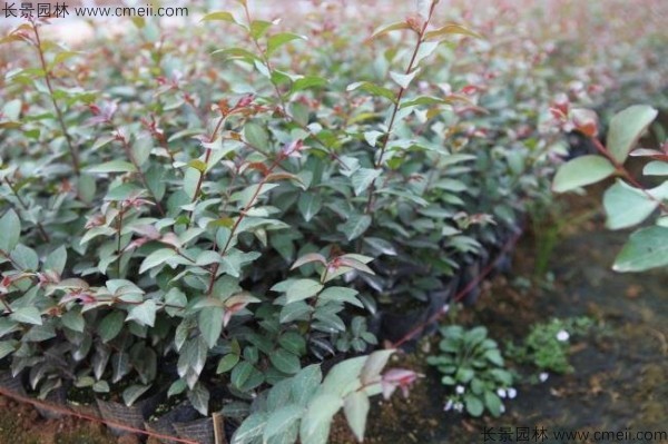 紫薇种子发芽出苗图片