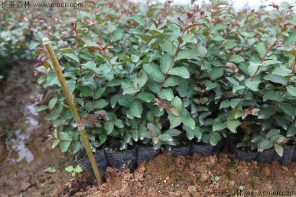 紫薇种子发芽出苗图片