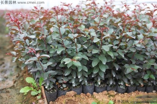 紫薇种子发芽出苗图片