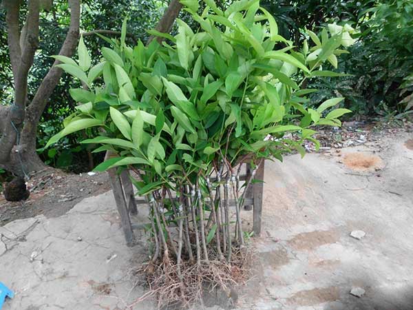 荔枝种子发芽出苗图片